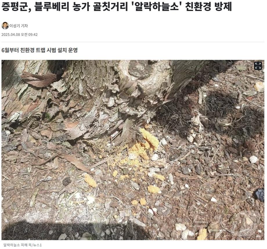 [보도]증평군, 블루베리 농가 골칫거리 '알락하늘소' 친환경 방제