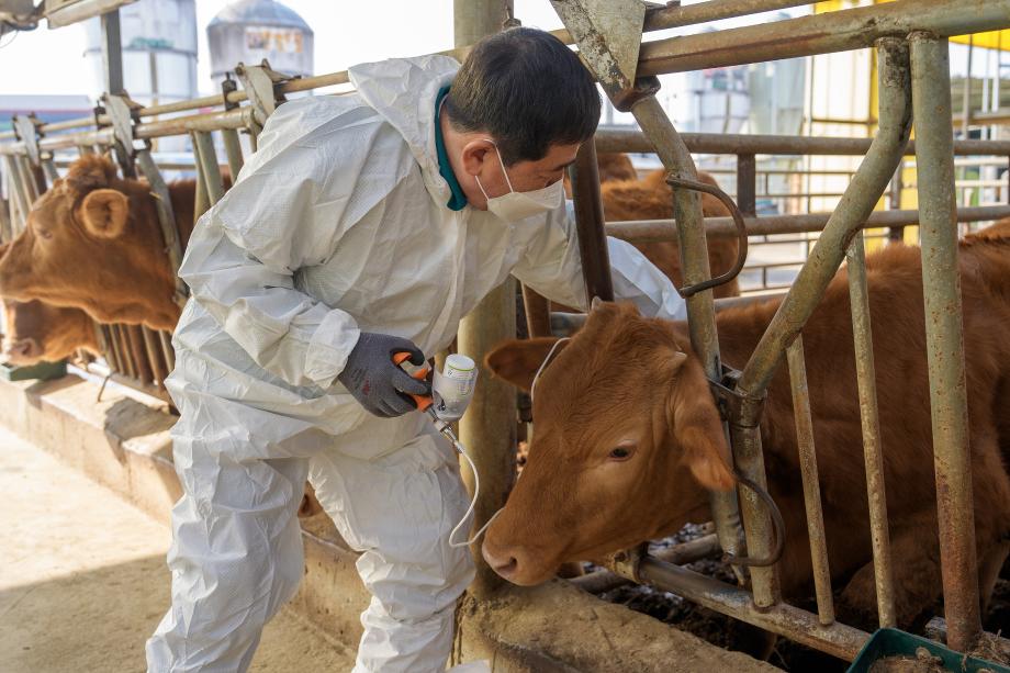 구제역 관련 축산농가 점검