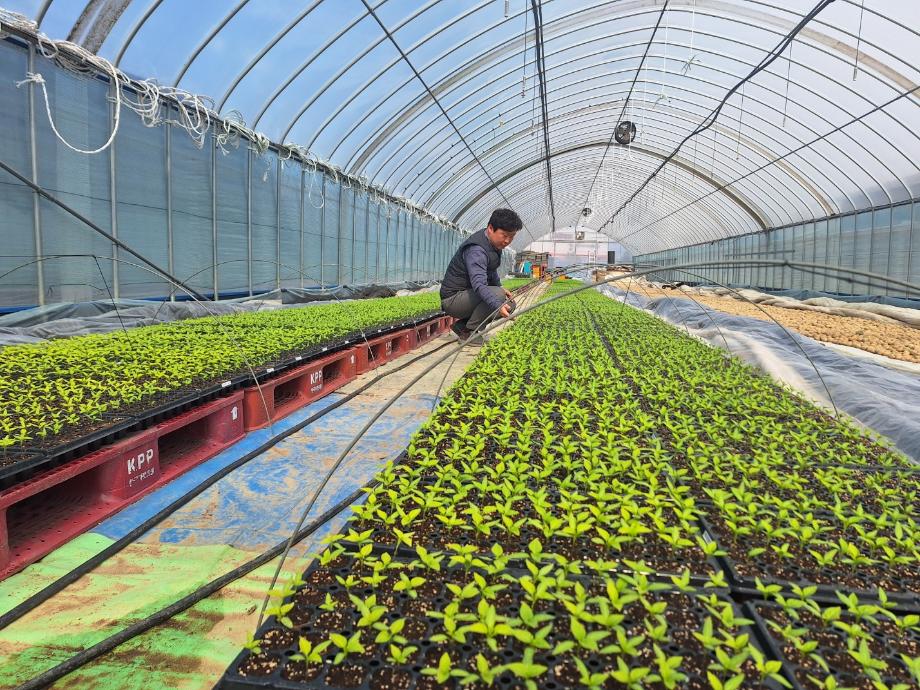 증평군농업기술센터, 고추 건전묘 생산 현장 지도 강화