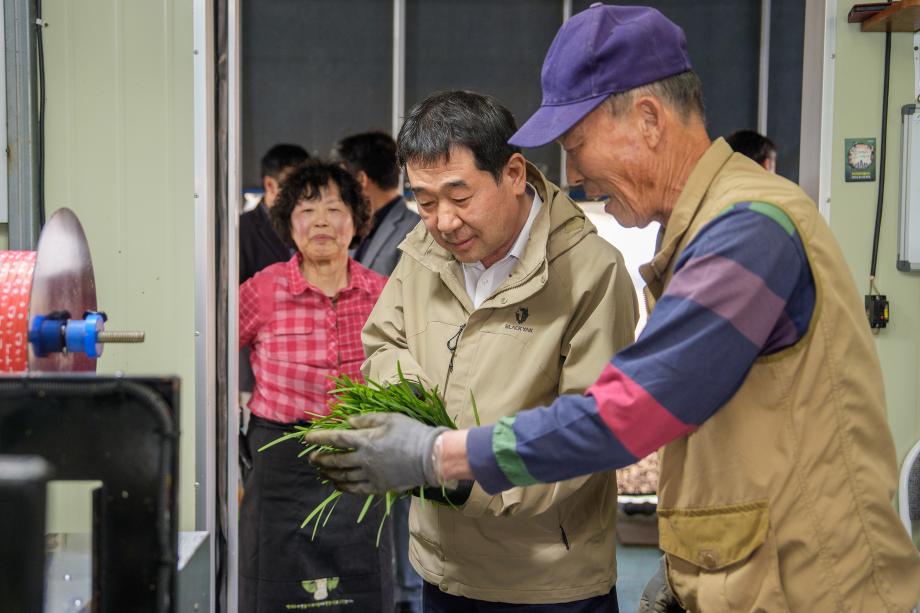 향과 품질 모두 잡았다...증평 장뜰부추, 올해 첫 출하