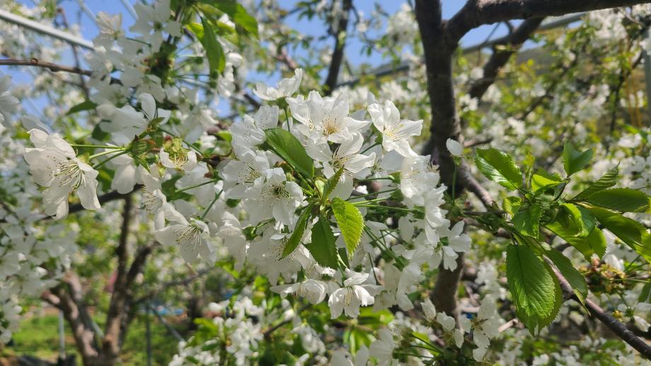 증평 율리, 체리꽃 향기 가득... “6월엔 맛있는 체리도 맛보세요”