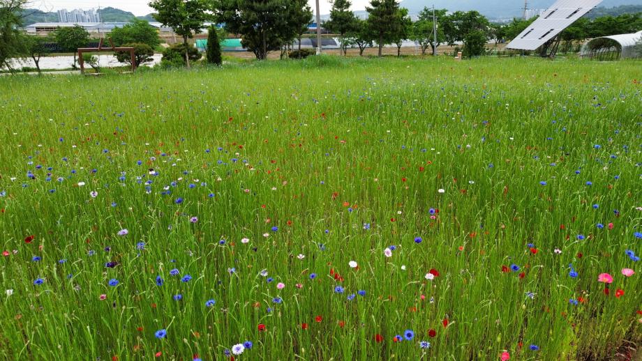형형색색 꽃물결… 증평 농심테마파크 ‘힐링 명소’로 떠오르다.