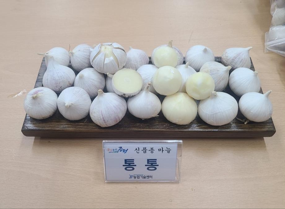 증평군, 신품종 마늘 ‘통통’ 보급…농가 소득작목 육성 박차