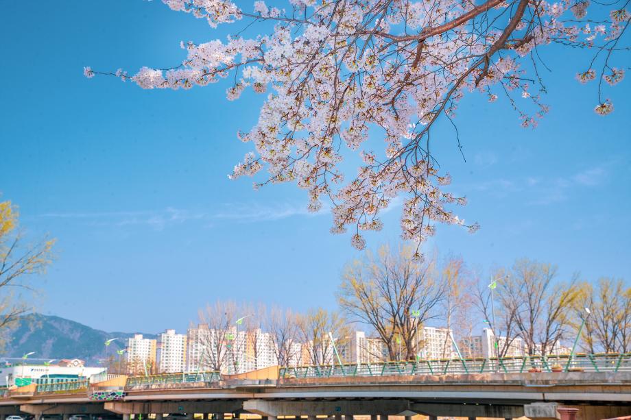 증평군, 따스한 봄날... 산책이 즐거운 힐링 명소 추천